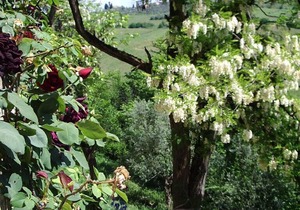 Hilltop paradise cottage, a stone's throw from Florence !