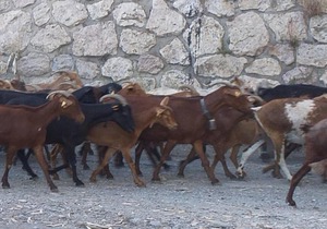 Jardin Nazari Velez