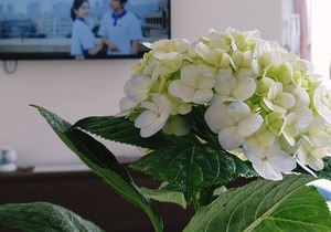 Love, Cassie Homestay - Orchid (Double Room)