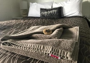 Mackenzie motels