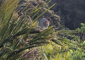 Muriwai Lodge