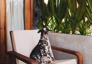 Naked Hotel Zipolite -Adults Only-