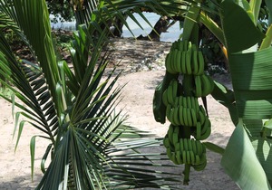 Ocean front 2 br Condo at Little Bay Country Club, Negril