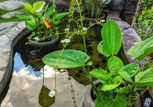 Ohana Retreat Bali in Mengwi