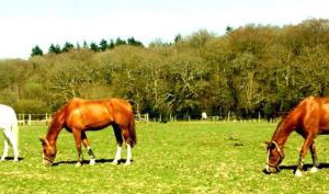 Old Dairy Farm Glamping