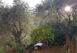 Olive Grove Apartment with *Large Heated Pool*