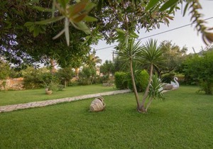 Olive Tree Apartment