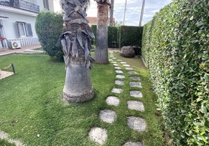 Patras Palm Tree