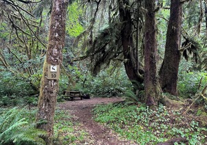 Primitive Tent Site #10- Beautiful Forested Property