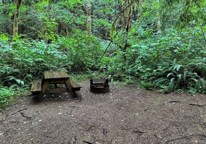 Primitive Tent Site #10- Beautiful Forested Property