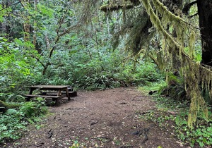 Primitive Tent Site #10- Beautiful Forested Property