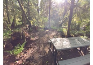Primitive Tent Site #11- Beautiful Forested Property