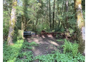 Primitive Tent Site #11- Beautiful Forested Property