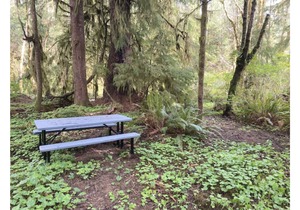 Primitive Tent Site #12- Beautiful Forested Property