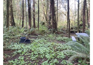 Primitive Tent Site #12- Beautiful Forested Property