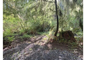 Primitive Tent Site #12- Beautiful Forested Property