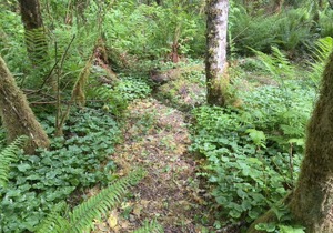 Primitive Tent Site #15- Beautiful Forested Property