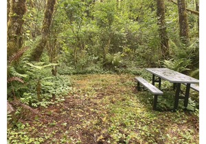Primitive Tent Site #15- Beautiful Forested Property