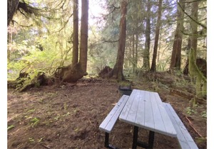 Primitive Tent Site #3- Beautiful Forested Property