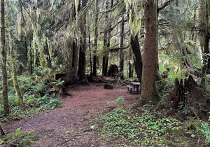 Primitive Tent Site #3- Beautiful Forested Property