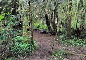 Primitive Tent Site #3- Beautiful Forested Property