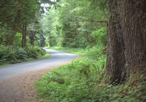Primitive Tent Site #7- Beautiful Forested Property