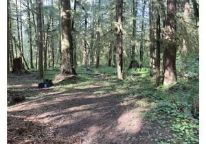 Primitive Tent Site #7- Beautiful Forested Property