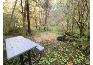 Primitive Tent Site #8- Beautiful Forested Property