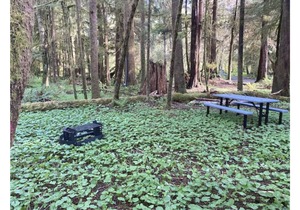 Primitive Tent Site #9- Beautiful Forested Property