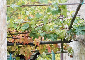 Private apartment for 4 people amongst the Montalcino vineyards