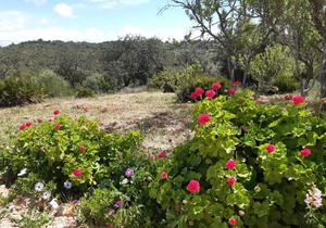 Quinta da Jolanda-Happy Family Farm