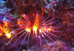 Rasdhoo Lilac Stay (calm and peaceful stay)