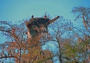Relax on the Bayou in our 'Little Cajun' Cabin