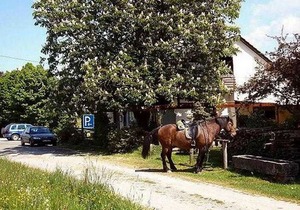 Room 5 - Gasthaus-Pension Zum Brandweiher