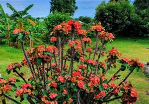 Rose Self Catering