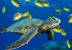 Royal Kahana 1104 - Oceanview Studio - Free Activities - Oceanfront Complex!