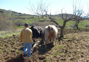 Rural house (full rental) El Rondillo de Gredos for 6 people