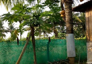 Saligao Farm Cottages