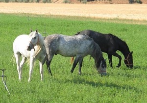 Self catering Cortijo Las Cobatillas for 4 people