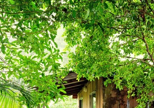 Self-contained timber cottage in the rainforest perfect for families.