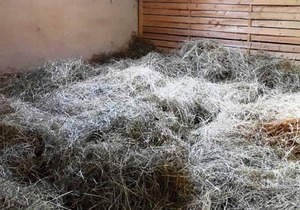Sleeping in the hay / hay bed - Ferienhof Sarodnick