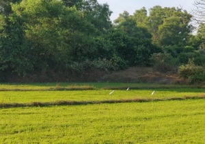 Suchi's Villa Modern, clean pool villa in South Goa