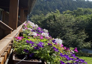 Sunflower, 80 sqm, 2 bedrooms, balcony, max. 5 persons