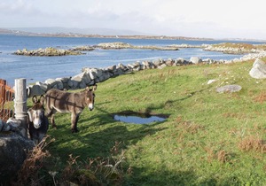 TEACH TEOLAI, pet friendly, with open fire in Carraroe, County Galway