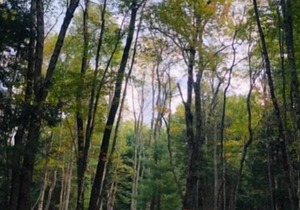 Tentrr Signature Site - Purple Haze at the Tentrr Catskill Retreat - Single Camp
