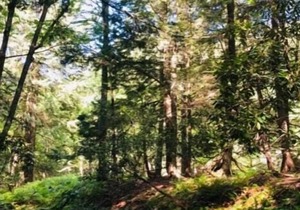 Tentrr Signature Site - Purple Haze at the Tentrr Catskill Retreat - Single Camp
