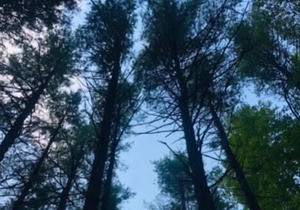 Tentrr Signature Site - Purple Haze at the Tentrr Catskill Retreat - Single Camp