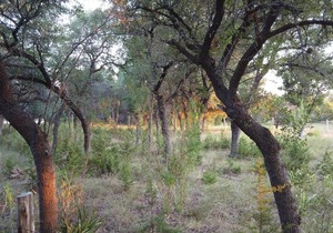 Tentrr Signature Site - Prickly Pear