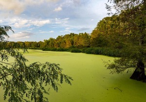 Tentrr State Park Site - Texas Brazos Bend State Park - Trailside H - Single Camp