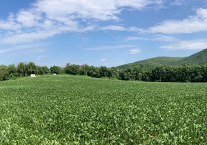 Tentrr State Park Site - Taconic State Park High Valley Rd Site F